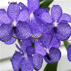 18usd ngryise 500pcs Vanda coerulea seed
