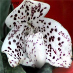 18usd ngryise 300pcs Paphiopedilum bellatulum seed