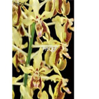 18usd ngryise 300pcs Vanda lamellata seed