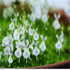 18usd ngryise 1000pcs Utricularia vulgaris seed