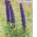 18usd ngryise 300pcs Aconitum napellus seed