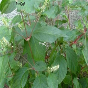18usd ngryise 1000pcs Achyranthes bidentata seed