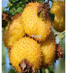 18usd ngryiser 1000pcs Rosa roxburghii seed