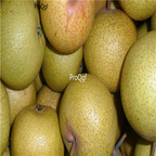 18usd ngryise 300pcs Pyrus ussuriensis seed