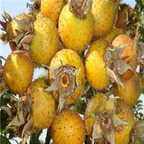 18usd ngryise 300pcs Rosa sterilis seed