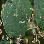 18usd ngryise 100pcs  Raisin Tree  seed