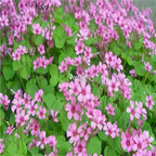 18usd ngryise 3000pcs Astragalus sinicus seed