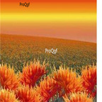 18usd ngryise 3000pcs Safflower seed