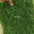 18usd ngryise 6000pcs   Zoysia matrella  seed
