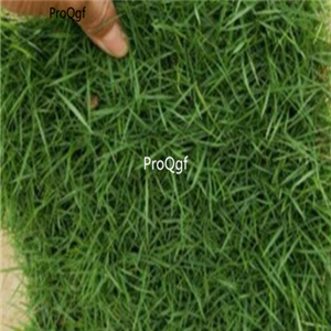 18usd ngryise 6000pcs   Zoysia matrella  seed