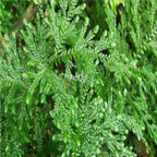 18usd ngryise 100pcs Selaginella tamariscina seed
