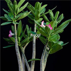 18usd ngryise 100pcs Adenium arabicum - RARE Thailand cultivars seed