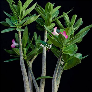 18usd ngryise 100pcs Adenium arabicum - RARE Thailand cultivars seed