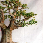 18usd ngryise 100pcs Adenium arabicum mix  Sabi Star seed