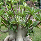 18usd ngryise 100pcs Adenium arabicum PNW seed