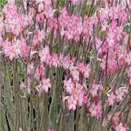 18usd ngryise 100pcs Adenium arabicum Yemen seed