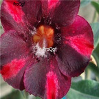 18usd ngryise 100pcs Adenium obesum  Dark Red Striped seed