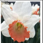15usd ngryise 30pcs Narcissus tazetta bulb