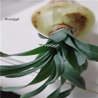 18usd ngryise 3pcs Albuca Farfugium bulb