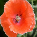 16usd Ngryise 8000Pcs A Set orange poppy seed