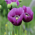 16usd Ngryise 8000Pcs A Set purple poppy seed