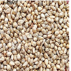 18usd Ngryise 5000pcs Pennisetum alopecuroides Little Bunny seed