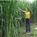 18usd Ngryise 5000pcs Pennisetum alopecuroides Little Bunny seed