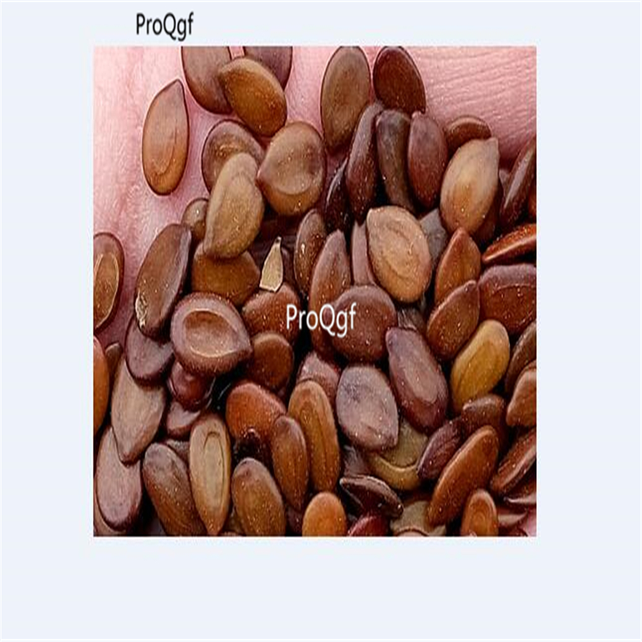 18usd Ngryise 3000pcs Acacia farnesiana seed