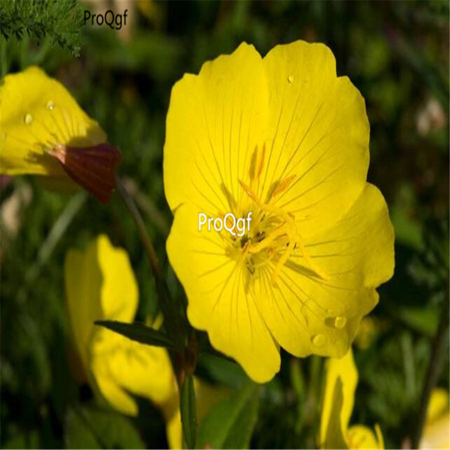 18usd Ngryise 6000pcs Oenothera Biennis seed