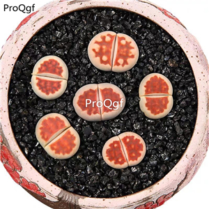 20usd Ngryise 10Pcs A Set Lithop Red window jade plant