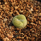 15usd Ngryise 10Pcs A Set Lithops fulleri plant