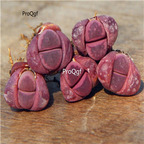20usd Ngryise 10Pcs A Set Lithops optica Rubra plant