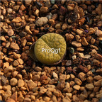 20usd Ngryise 10Pcs A Set Lithops huangmingxuan plant