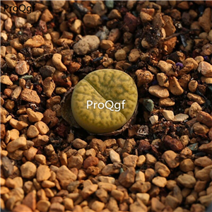 20usd Ngryise 10Pcs A Set Lithops huangmingxuan plant