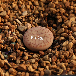 20usd Ngryise 10Pcs A Set Lithops pseudotruncatella