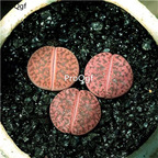 20usd Ngryise 10Pcs A Set Lithops red aucampiae plant