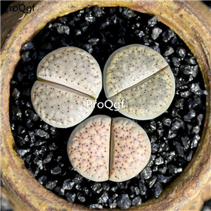20usd Ngryise 10Pcs A Set Lithops verruculosa plant