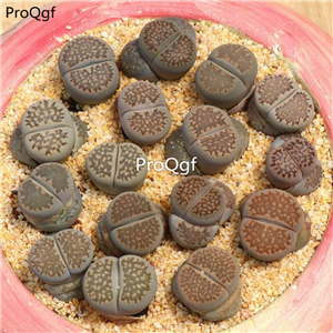 20usd Ngryise 10Pcs A Set Lithops salicola plant
