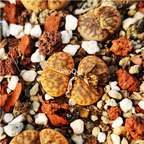 20usd Ngryise 6Pcs A Set Lithops bromfieldii plant