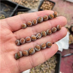 20usd Ngryise 5Pcs A Set lithop juwenzhang plant