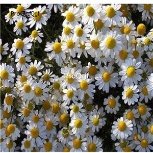 25usd Ngryise 5000Pcs A Set Matricaria chamomilia seed