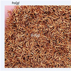 25usd Ngryise 5000Pcs A Set Hamamelis mollis seed