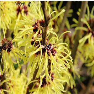 25usd Ngryise 5000Pcs A Set Hamamelis mollis seed