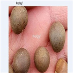 16usd Ngryise 200Pcs A Set  Camellia nitidissima seed