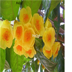 16usd Ngryise 200Pcs A Set  Camellia nitidissima seed
