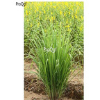19usd Ngryise 3000Pcs A Set Cymbopogon citratus seed