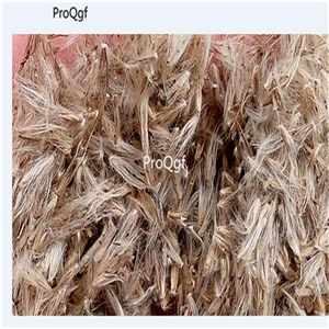 19usd Ngryise 3000Pcs A Set Cymbopogon citratus seed