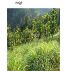 19usd Ngryise 3000Pcs A Set Valerianatangutica seed