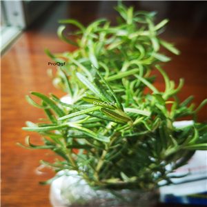 19usd Ngryise 2Pcs A Set Rosmarinus officinalis plant