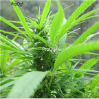 19usd Ngryise  1000Pcs A Set Herb Hemp seed